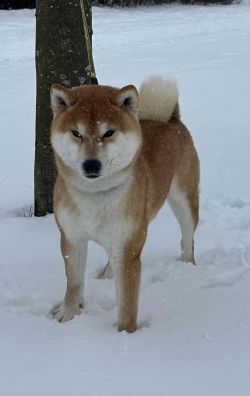 picture of dog
