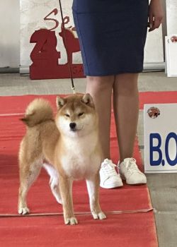 picture of dog