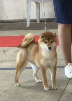 picture of dog