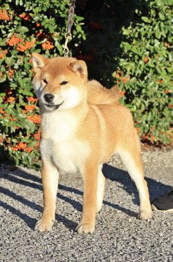 picture of dog