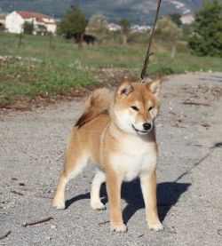 picture of dog