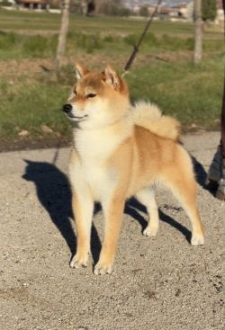picture of dog