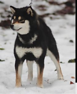 picture of dog