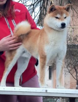 picture of dog