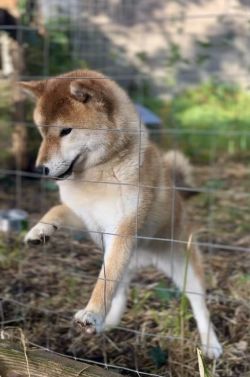 picture of dog
