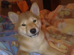 picture of dog