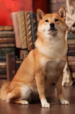 picture of dog