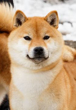 picture of dog