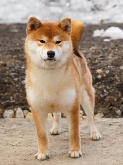 picture of dog