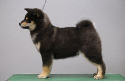 picture of dog