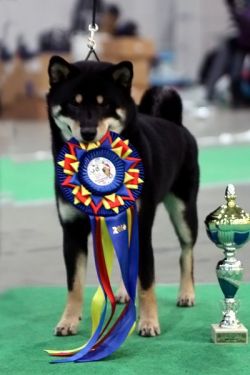 picture of dog