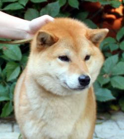 picture of dog