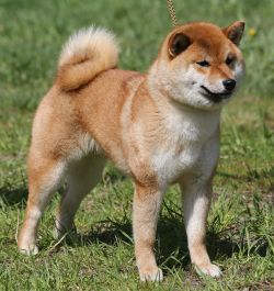 picture of dog