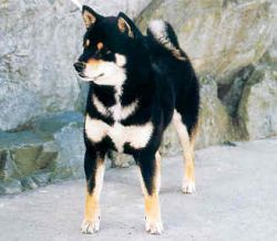picture of dog