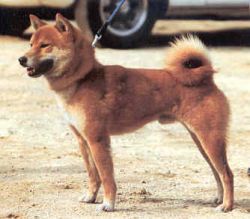 picture of dog