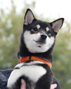picture of dog