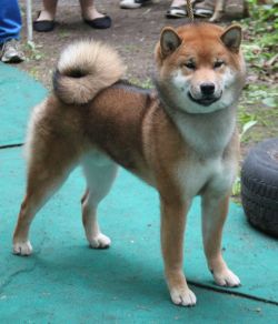 picture of dog
