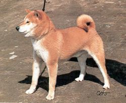 picture of dog