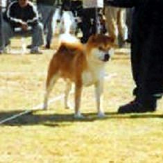 picture of dog