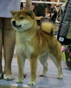 picture of dog