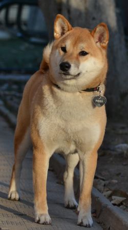picture of dog