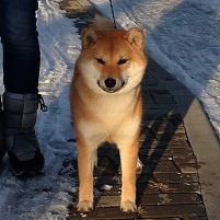 picture of dog