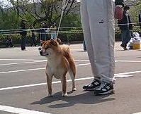 picture of dog