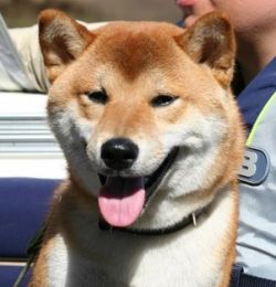 picture of dog