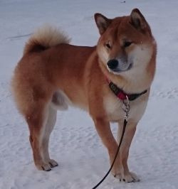 picture of dog