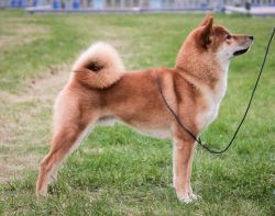 picture of dog