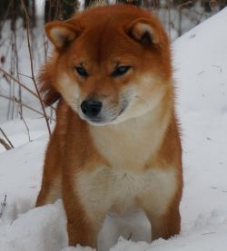 picture of dog