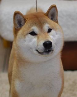 picture of dog