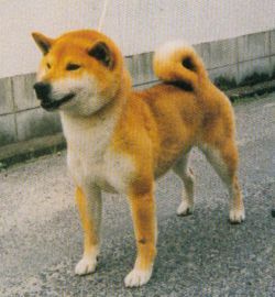 picture of dog
