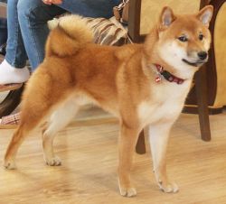 picture of dog