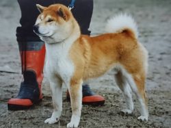 picture of dog