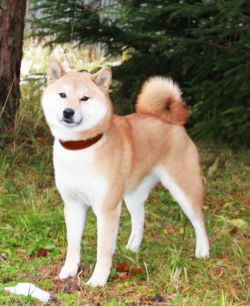 picture of dog