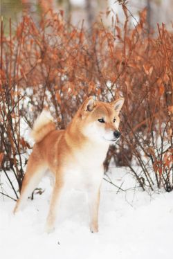picture of dog