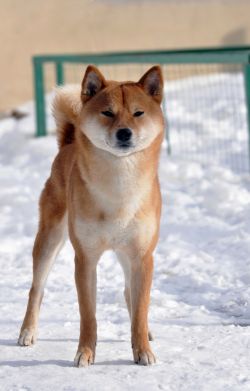 picture of dog