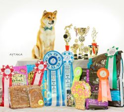 picture of dog