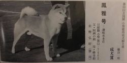 picture of dog