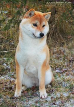 picture of dog