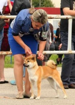 picture of dog