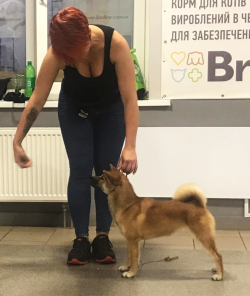 picture of dog