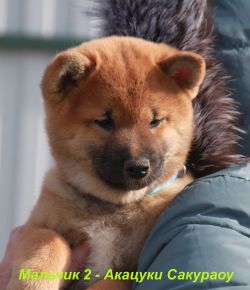 picture of dog