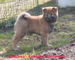 picture of dog