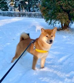 picture of dog