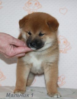 picture of dog