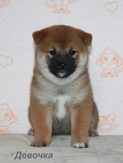 picture of dog