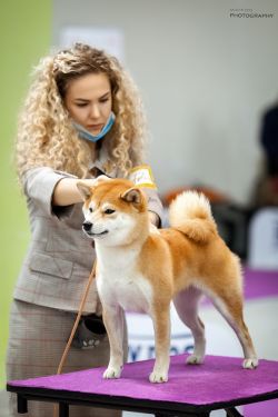 picture of dog