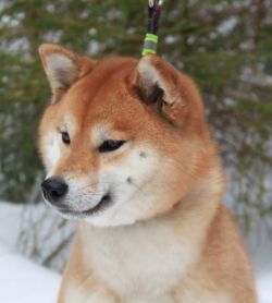 picture of dog